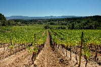 VINS D'AUTOMNE (SUITE)