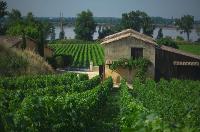 MITJAVILE : une famille de vignerons 